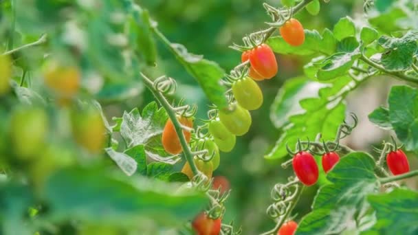 Een Prachtig Uitzicht Gerijpte Onrijpe Groene Rode Kerstomaten Die Aan — Stockvideo