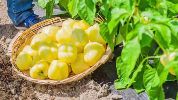 Hand Places Fresh Picked Yellow Bell Peppers Basket Ground — Stock Video