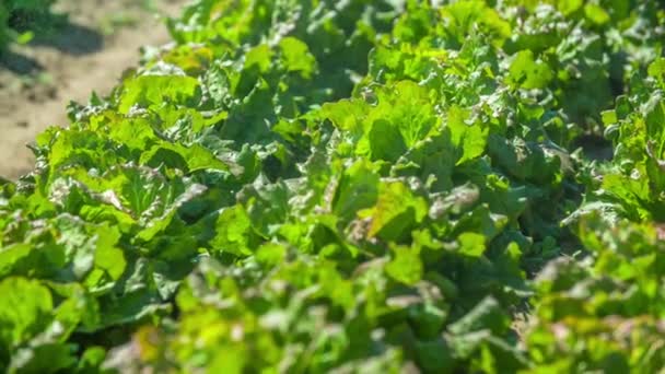 Apă Pulverizată Frunzele Salată Proaspătă Organică Closeup Lovitură Mișcare Lentă — Videoclip de stoc