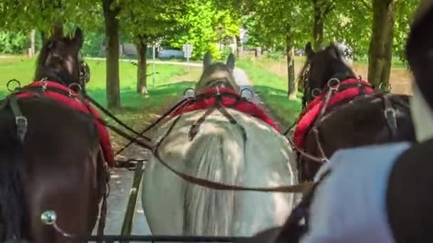 Prachtig Uitzicht Drie Paarden Die Een Koets Trekken — Stockvideo