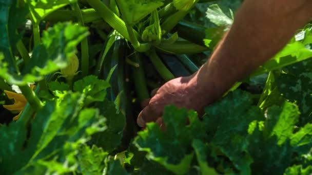 Ein Gärtner Schneidet Schönen Grünen Gemüsegarten Eine Zucchini Von Der — Stockvideo