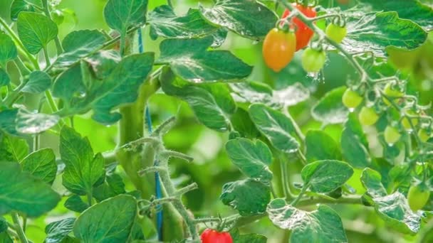 水で滴下つるの上に新鮮な熟したトマト つるで成熟緑と赤のトマト スローモーション — ストック動画