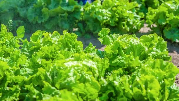 Fresh Juicy Lettuce Getting Watered Farmland Close — Stock Video