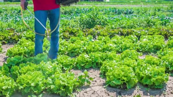 Samčí Zalévání Organických Listů Hlávkového Salátu Pěstování Poli Široký Úhel — Stock video