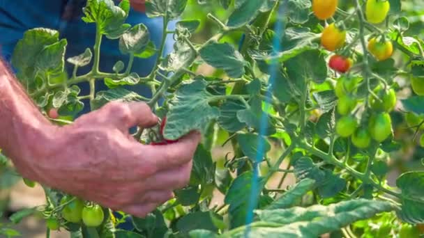 Close Ripe Tomatoes Bush Hand Picking Them — Stock Video