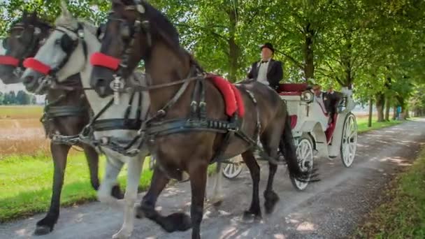 Schöne Aufnahmen Der Drei Pferde Beim Ziehen Der Hochzeitskutsche — Stockvideo