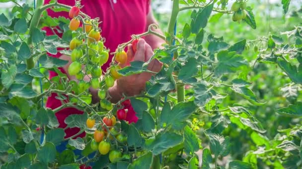 Jardinero Arrancando Tomates Rojos Cereza Maduros Sus Plantas Los Huertos — Vídeos de Stock
