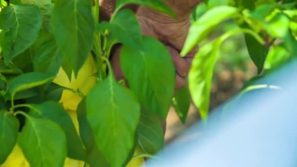 Man Oogst Vers Geteelde Biologische Gele Paprika Paprika Slow Motion — Stockvideo