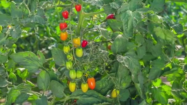 Kers Tomaten Verschillende Stadia Van Rijpheid Close — Stockvideo