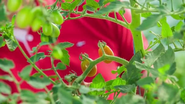 Κηπουρός Μαδάει Ώριμα Κόκκινα Ντοματίνια Από Φυτά Του Στους Λαχανόκηπους — Αρχείο Βίντεο
