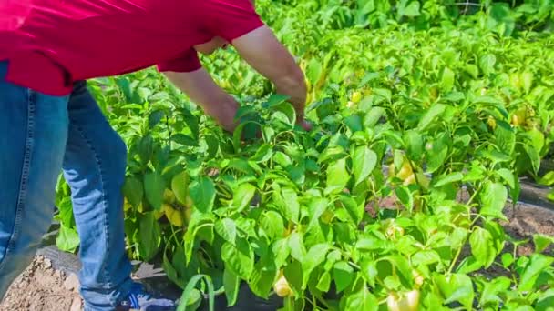 Κηπουρός Μαδάει Και Συλλέγει Ώριμες Κίτρινες Πιπεριές Από Φυτά Της — Αρχείο Βίντεο