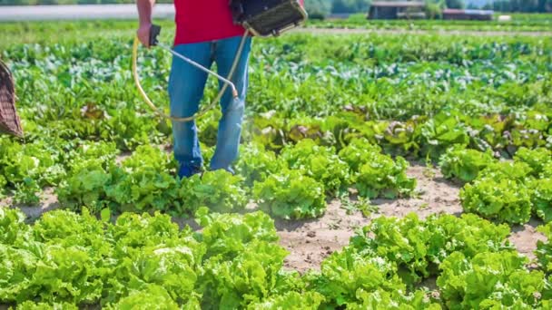 Boeren Sproeien Sla Gewassen Met Water Pesticiden Slow Motion — Stockvideo