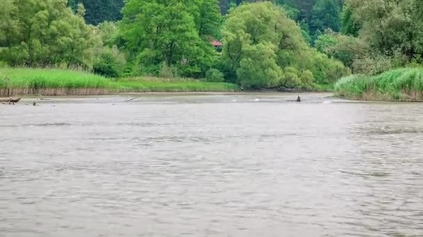 Πανοραμική Θέα Από Σχεδία Στον Ποταμό Drava Muta Σλοβενία Slowmo — Αρχείο Βίντεο