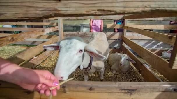 Une Chèvre Blanche Mange Morceau Herbe Paille Main Une Femme — Video