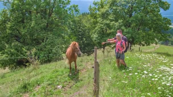Wandererpärchen Auf Steiler Wildblumenwiese Füttert Pferd Über Zaun Bäume Hintergrund — Stockvideo