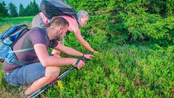 Slow Motion Shot Van Twee Wandelaars Die Bosbessen Verzamelen Tijdens — Stockvideo