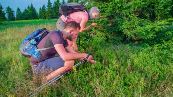 Nahaufnahme Von Jungen Wanderern Mit Rucksack Und Ausrüstung Beim Beerenpflücken — Stockvideo