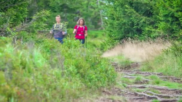 Dari Kejauhan Pendekatan Pasangan Hiker Jalan Hutan Berangin Hutan — Stok Video