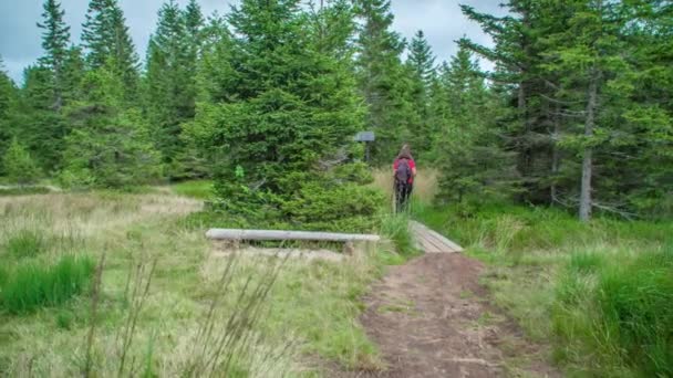 若い夫婦が昼間はトウヒの森を歩いている リア撮影 ドリー スローモーション — ストック動画