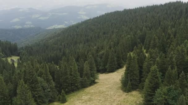Vista Traseira Aérea Dolly Das Árvores Floresta Conífera Colinas Inclinadas — Vídeo de Stock