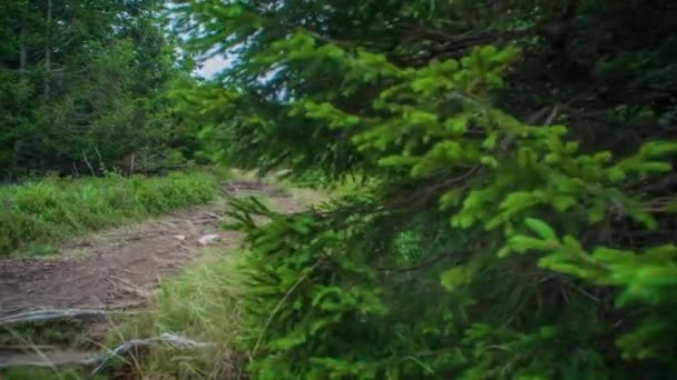 美しい森林景観の中 起伏の多い道を歩いて楽しむカップル スローモーション フロントビュー — ストック動画