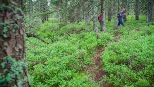 Pareja Senderismo Por Sendero Través Bosque Pinos Verdes — Vídeo de stock