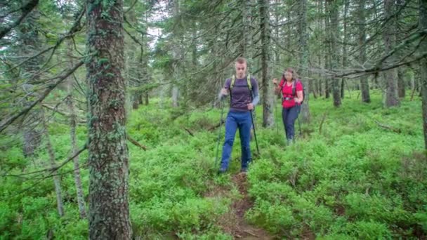 Young Couple Walks Spruce Forest Daytime Summer Forward Walking Dolly — Stock Video