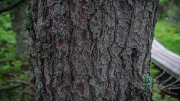 Junger Mann Und Frau Wandert Auf Waldweg Hinter Baum — Stockvideo