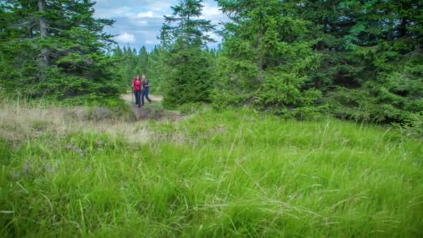 Coppia Escursioni Attraverso Prati Soleggiati Tra Alberi Aghi Sempreverdi — Video Stock