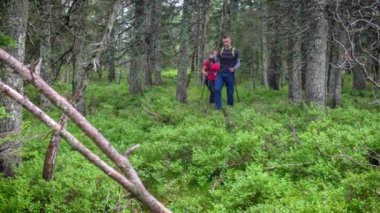 Yürüyen direkli iki yürüyüşçü Ribnica na Pohorju yakınlarındaki ormanda yürüyor ve doğa ve temiz havanın tadını çıkarıyor.