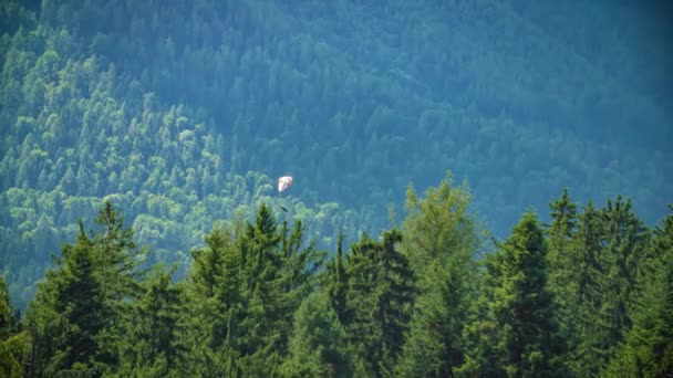 슬로베니아 코틀레 느림보에 소나무 날아가는 패러글라이더 — 비디오