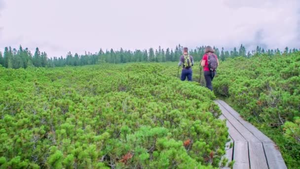 两个带着手杖的徒步旅行者在晴朗的夏日探索绿色风景 — 图库视频影像