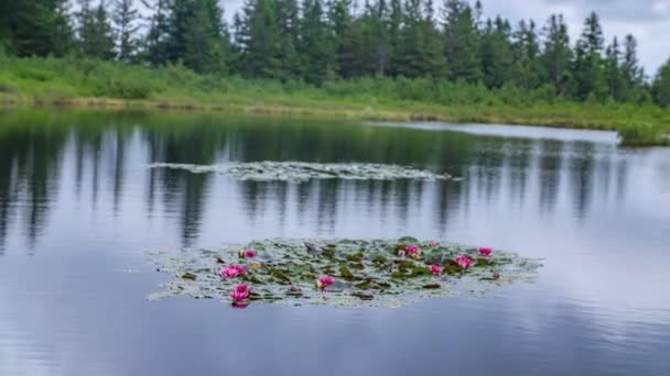 Sklopný Záběr Ukazující Jezero Ribnica Které Uměleckým Jezerem Slovinském Zlatiboru — Stock video