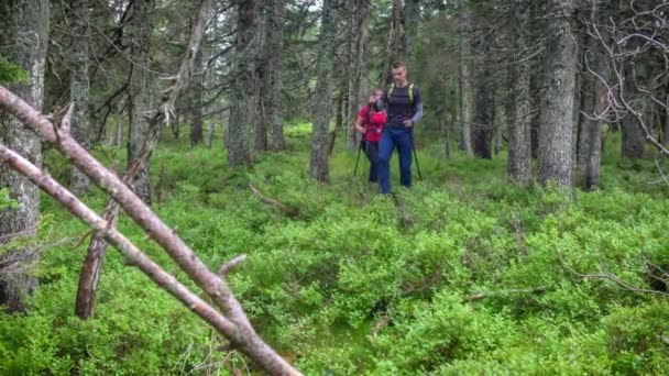 Two Hikers Walking Poles Walk Forest Ribnica Pohorju Enjoy Nature — Stock Video