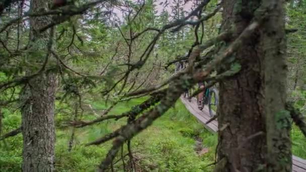 Dos Ciclismo Bosque Sendero Delgado — Vídeos de Stock