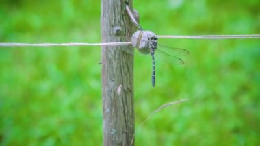 Yusufçuk (Anisoptera) yeşil bir arkaplanda tel örgü üzerinde dengeleniyor.
