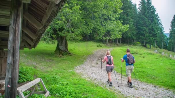 Hombre Mujeres Excursión Hermoso Bosque Caminar Despacio Hermoso Árbol Verde — Vídeos de Stock