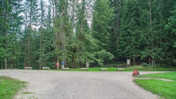ハイカーは巨大なリンデンの木 ナジェフスカの下を歩く スローモーション — ストック動画