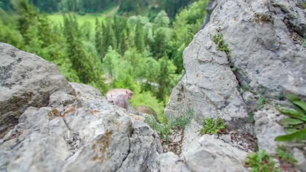 登山家は手を使ってスロベニアのブルジャコヴペキ山頂に到達します — ストック動画