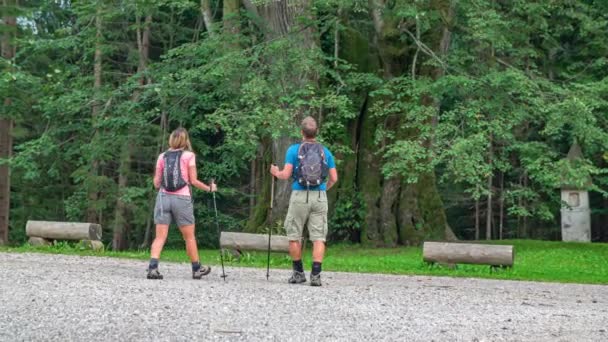 夫婦で森の中を歩く 大きな木を振り返る 屋外の冒険をハイキング スロベニア — ストック動画