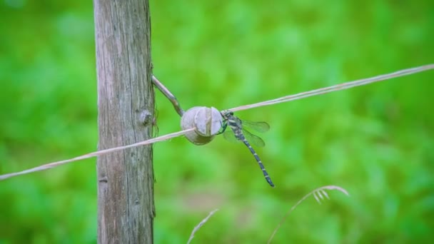 Nahaufnahme Einer Schönen Libelle Die Auf Einem Holzzaun Der Natur — Stockvideo