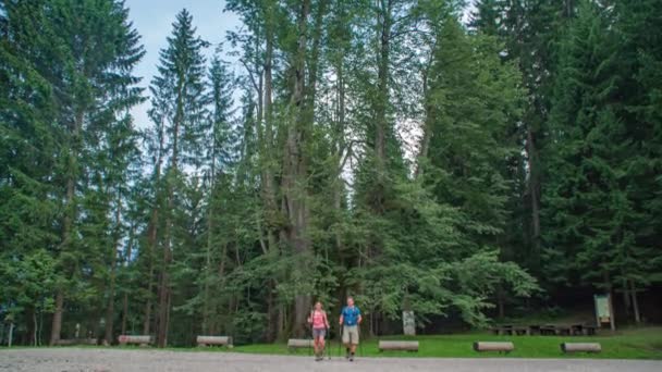 Couple Hiking Look Large Najevnik Linden Tree Trunk Slovenia — Stock Video