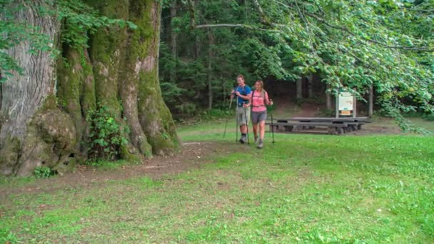 Couple Walks Big Ancient Tree Camera Moves Slowmotion Shot Slovenia — Stock Video