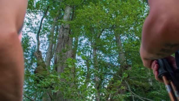 Casal Está Olhando Para Uma Bela Árvore Verde Floresta Movimento — Vídeo de Stock