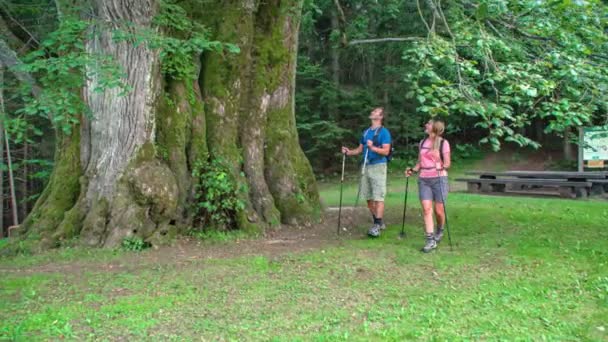 Two Hikers Happily Admiring Najevska Linden Tree Old Tilia Cordata — Stock Video