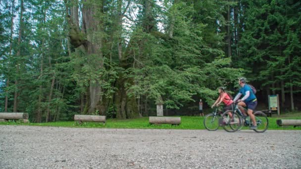 スロベニアのナジェヴニク リンデンの樹齢700年の若いサイクリスト夫婦のポイント — ストック動画
