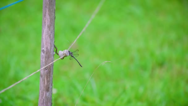 Clip Einer Libelle Auf Einem Zaun Auf Einer Wiese Topla — Stockvideo