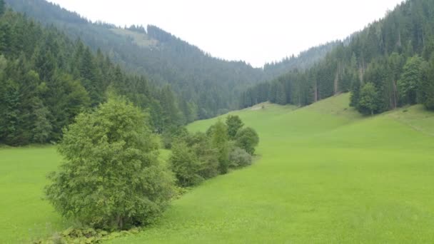 緑の草と山の上に密な針葉樹林の牧草地 空中映像 — ストック動画