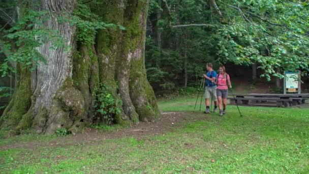 Pareja Senderismo Mirar Hacia Arriba Gran Árbol Tilo Najevnik Tronco — Vídeo de stock