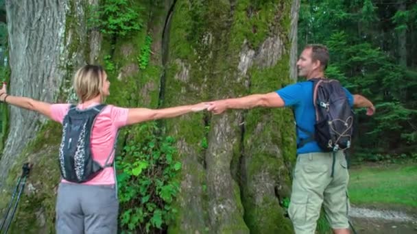 巨大な木の周りに開いた腕で手を握っている男と女のパンアップショット — ストック動画